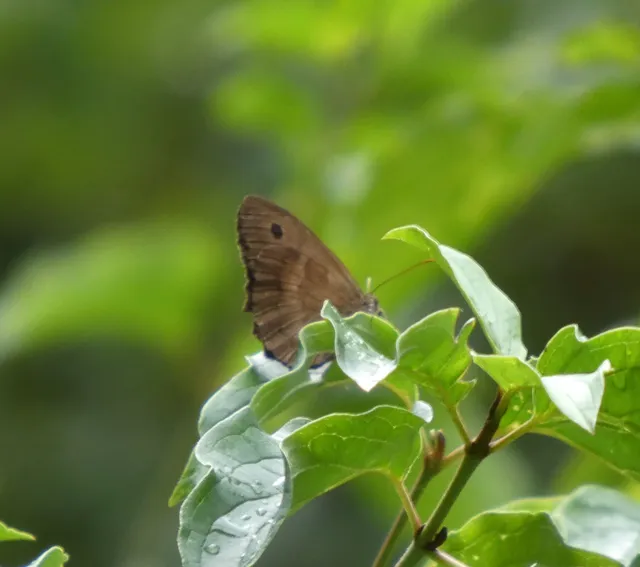 Minois dryas - fekete szemeslepke