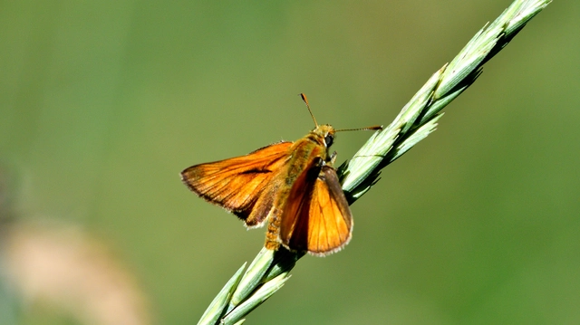 Ochlodes sylvanus - erdei busalepke