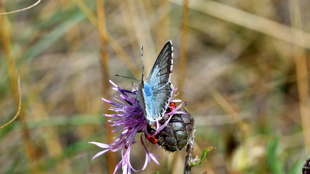 Polyommatus coridon - ezüstkék boglárka