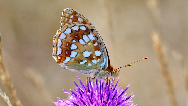 Argynnis adippe - ezüstös gyöngyházlepke