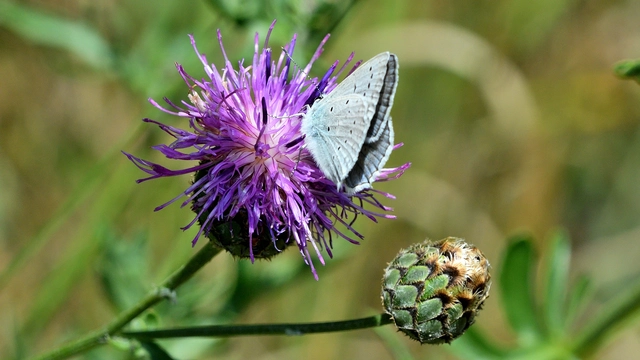 Polyommatus daphnis - csipkés boglárka