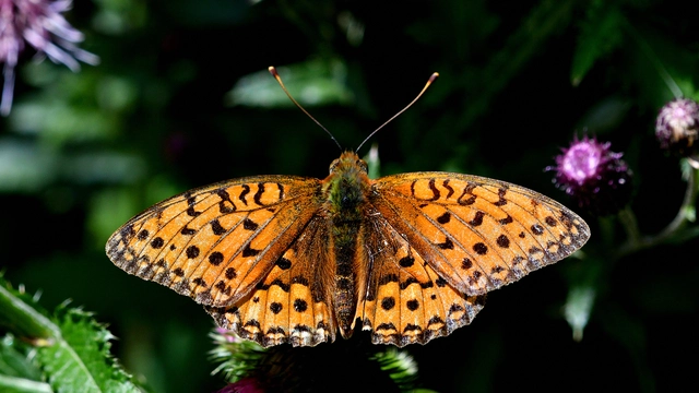 Argynnis adippe - ezüstös gyöngyházlepke
