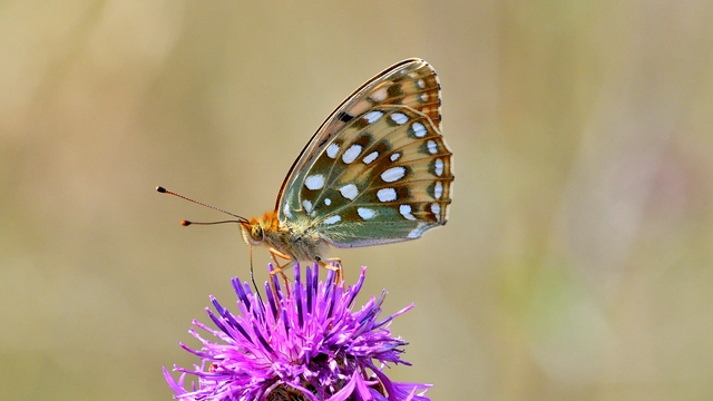 Argynnis aglaja - kerekfoltú gyöngyházlepke