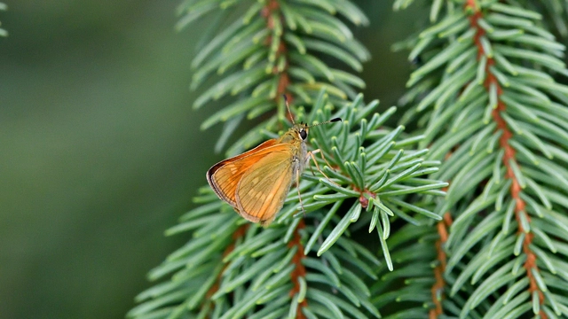 Ochlodes sylvanus - erdei busalepke