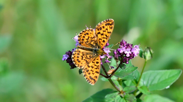 Boloria dia - kis gyöngyházlepke