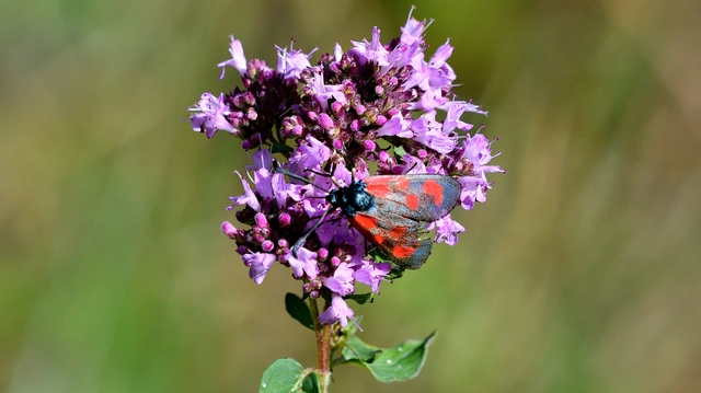 Zygaena loti - közönséges csüngőlepke