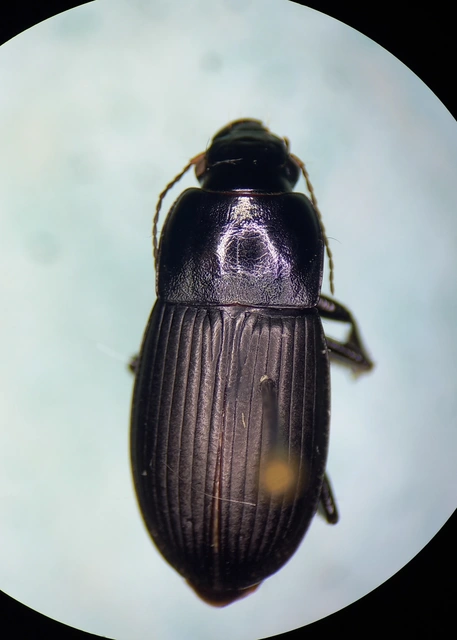 Harpalus caspius - keleti lomhafutó