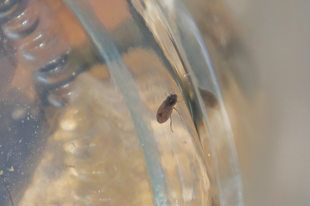 Helophorus Helophorus
