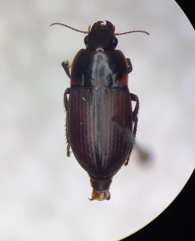 Harpalus servus - homoki lomhafutó