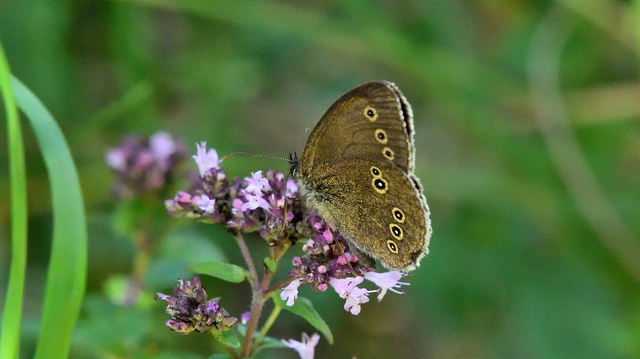 Aphantopus hyperanthus - közönséges ökörszemlepke