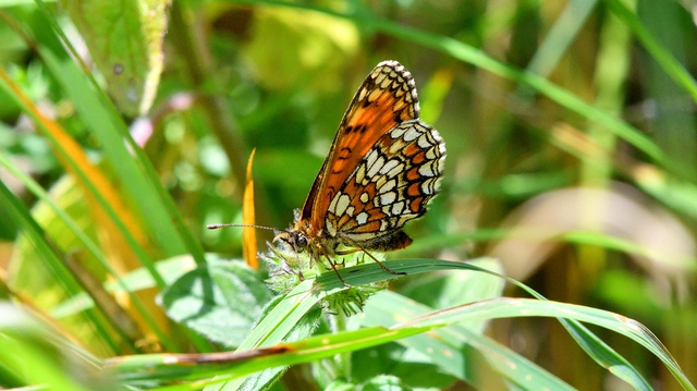 Melitaea athalia - közönséges tarkalepke