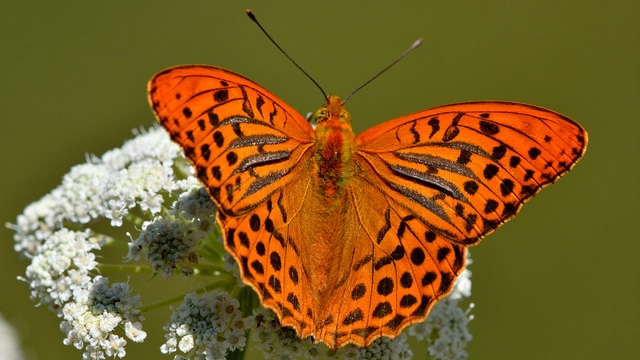 Argynnis paphia - nagy gyöngyházlepke