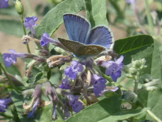 Polyommatus icarus - közönséges boglárka