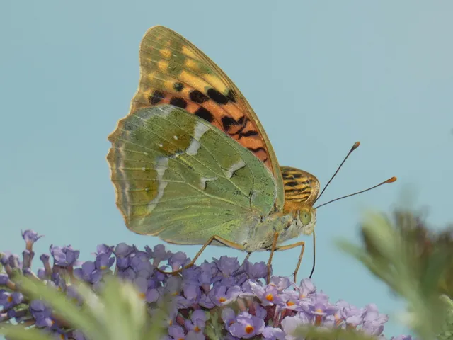 Argynnis pandora - zöldes gyöngyházlepke