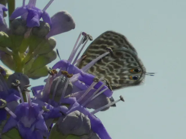 Leptotes pirithous - déli boglárka