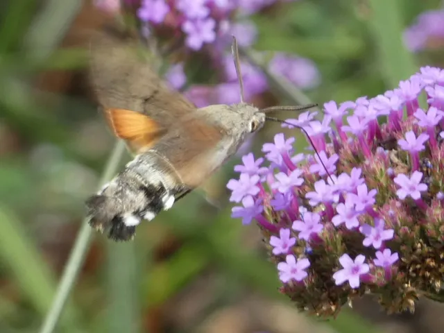 Macroglossum stellatarum - kacsafarkú szender