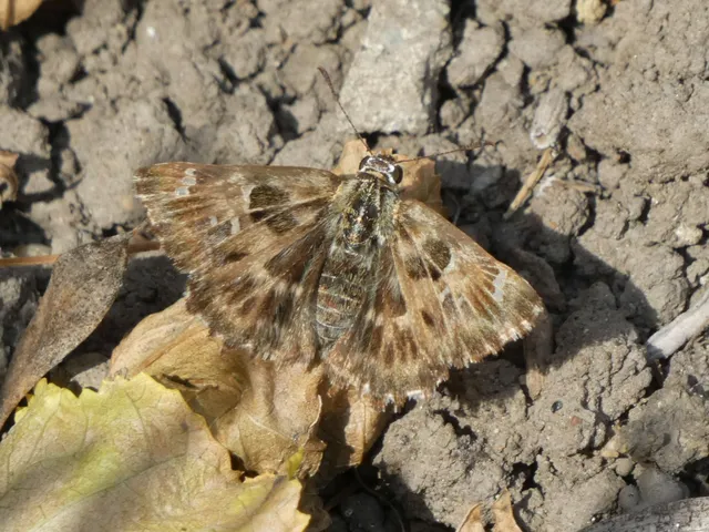 Carcharodus alceae - mályva-busalepke