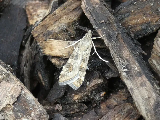 Nomophila noctuella - közönséges vándormoly