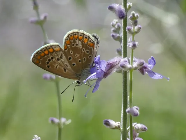 Polyommatus icarus - közönséges boglárka