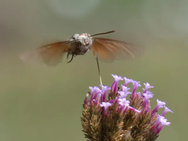 Macroglossum stellatarum - kacsafarkú szender