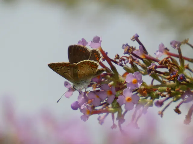 Aricia agestis - szerecsenboglárka
