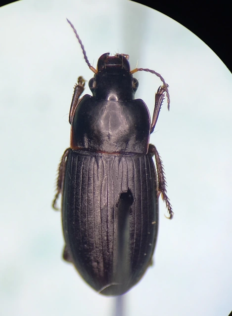 Harpalus anxius - parlagi lomhafutó
