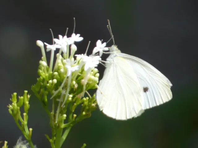 Pieris rapae - répalepke