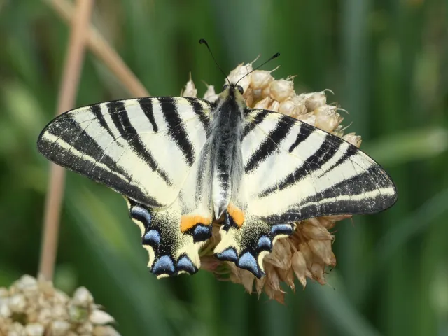 Iphiclides podalirius - kardoslepke