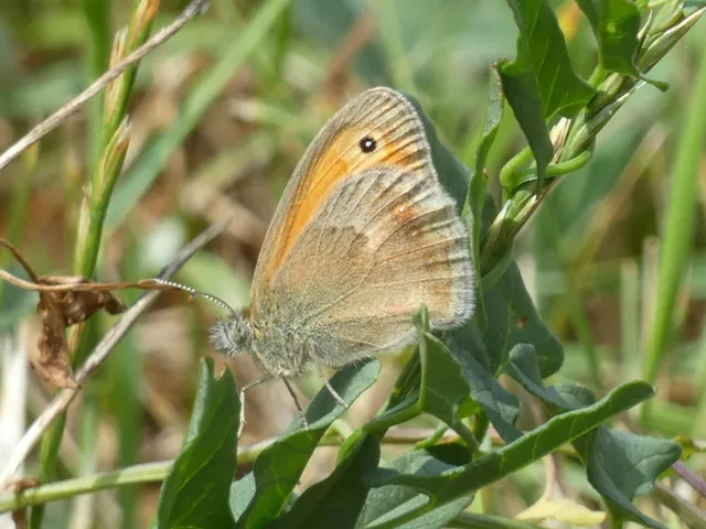 Coenonympha pamphilus - kis szénalepke