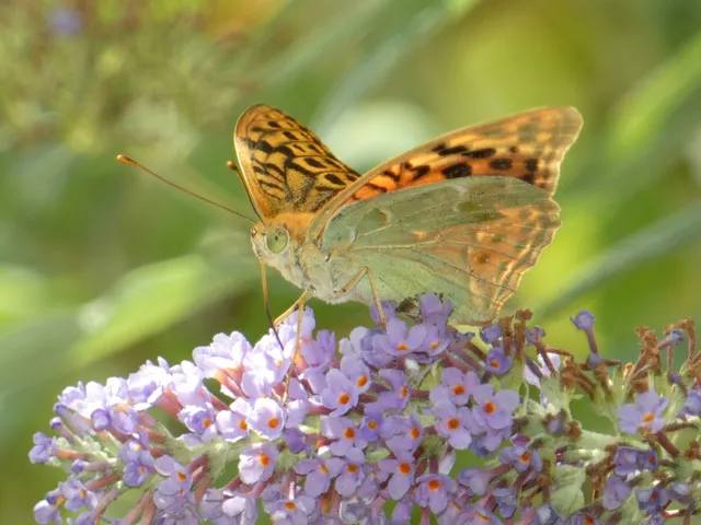 Argynnis pandora - zöldes gyöngyházlepke