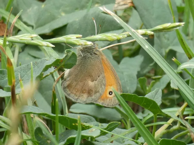 Coenonympha pamphilus - kis szénalepke