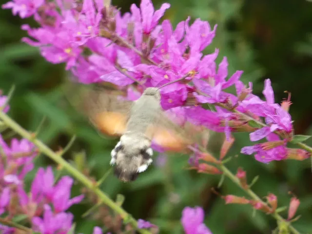 Macroglossum stellatarum - kacsafarkú szender