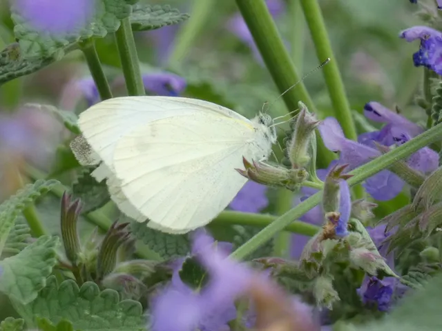 Pieris rapae - répalepke