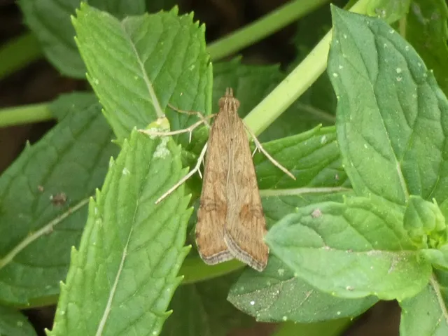 Nomophila noctuella - közönséges vándormoly