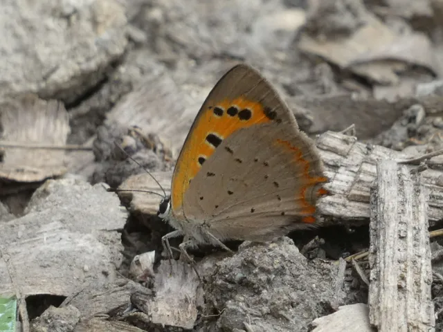 Lycaena phlaeas - közönséges tűzlepke