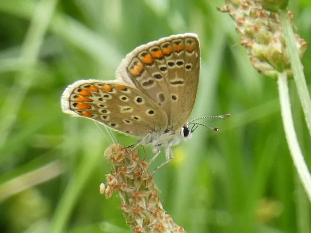 Polyommatus icarus - közönséges boglárka