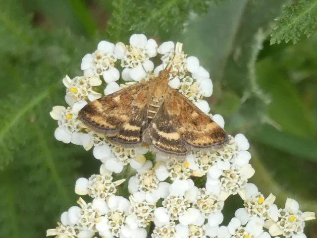 Pyrausta despicata - réti bíbormoly