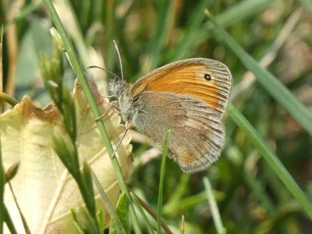Coenonympha pamphilus - kis szénalepke