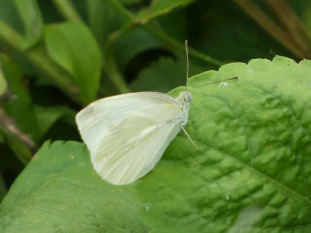 Pieris rapae - répalepke
