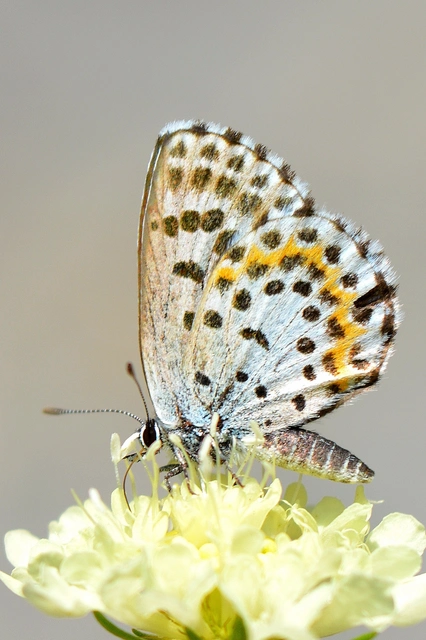 Scolitantides orion - szemes boglárka