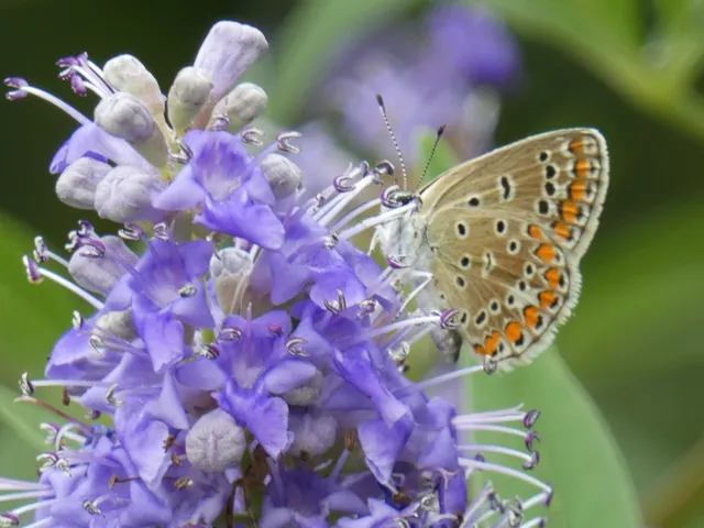 Polyommatus icarus - közönséges boglárka