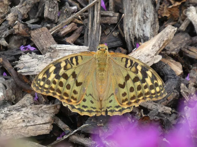 Argynnis pandora - zöldes gyöngyházlepke