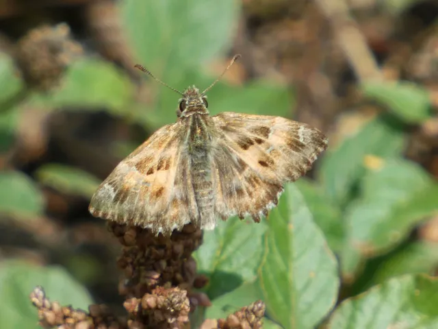 Carcharodus alceae - mályva-busalepke