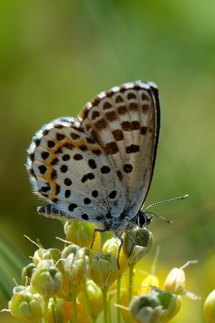 Scolitantides orion - szemes boglárka