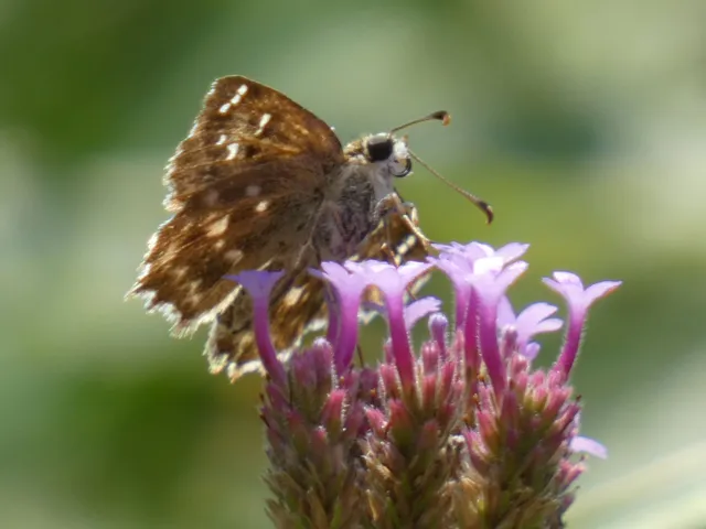 Carcharodus alceae - mályva-busalepke