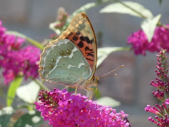 Argynnis pandora - zöldes gyöngyházlepke