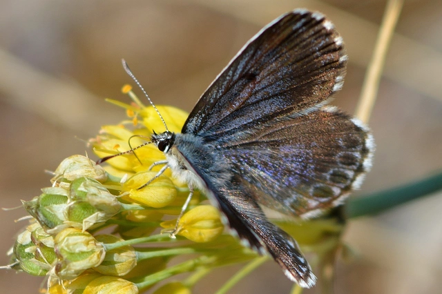Scolitantides orion - szemes boglárka