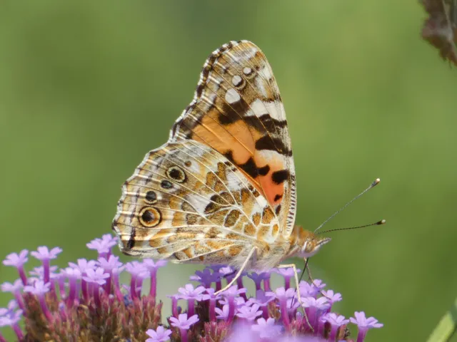 Vanessa cardui - bogáncslepke