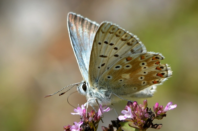 Polyommatus coridon - ezüstkék boglárka