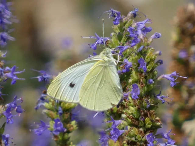Pieris rapae - répalepke